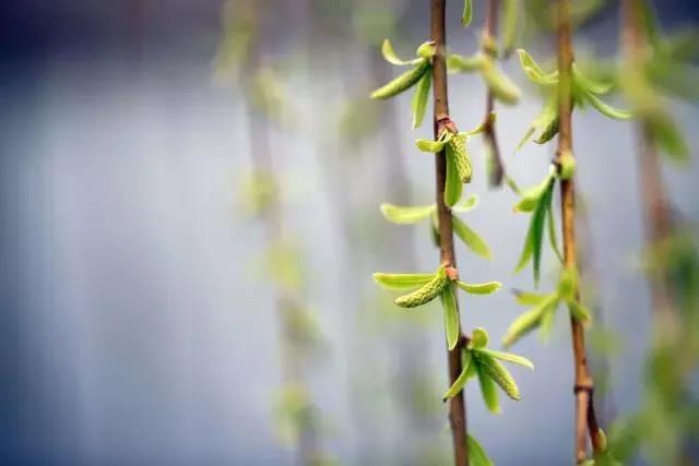 清明，踏青